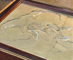 Der Urvogel Archaeopteryx